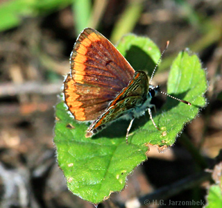 Aricia-cramera